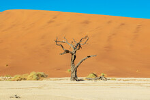 Deadvlei, A White Clay Pan Surrounded By The Highest Sand Dunes In The World, Namib Desert; Namibia