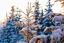 Spruce Trees In Anchorage, Alaska Covered In Snow, Backlit By The Glow Of The Low Winter Sun In Late Afternoon In Winter; Anchorage, Alaska, United States Of America