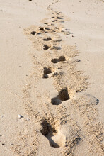 A Trail Of Footprints In The Sand On Iguana Island.; Iguana Island, Panama