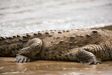 In Isla Coiba National Park, The Details Of An American Crocodile's Tough, Scaly Skin Is Visible Resting In The Water.; Isla Coiba National Park, Isla Granito De Oro, Panama