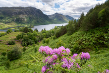 Wildflowers Along A Hike Near Glenfinnan And Lake Loch Shiel, Scotland; Glenfinnan, Scotland