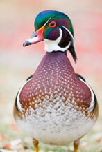 Portrait Of A Colorful Drake Wood Duck (Aix Sponsa) Looking At Camera In Sacajawea Park; Montana, United States Of America