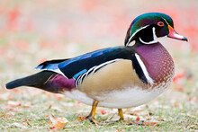 Portrait Of A Colorful Drake Wood Duck (Aix Sponsa) Walking On The Grass In Sacajawea Park; Montana, United States Of America