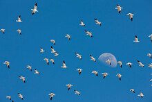 Flock Of Ross's Geese (Chen Rossii) Flying In The Air With The Waxing Gibbous Moon Visible Against A Blue Sky In Harney County; Oregon, United States Of America
