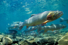 Close-up Of A Hover Of Cutthroat Trout (Oncorhynchus Clarkii) Swimming At The Bottom Of Yellowstone River; Montana, United States Of America