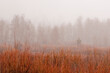 © Designpics - Red autumn color of a field of bare willow shrubs (Salix) with blowing snow and silhouette of trees in the background on a cloudy day; Grand Teton National Park, Wyoming, United States of America
