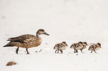 A Family Of Crested Ducks Walk In A Row.
