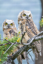 Portrait Of A Pair Of Juvenile Great Horned Owls (Bubo Virginianus) Perched On A Conifer Tree Branch; Montana, United States Of America