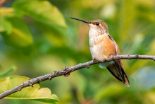 Portrait Of A Female Broad-tailed Hummingbird (Selasphorus Platycercus) Perched In The Twig Of A Tree Branch In Park County; Montana, United States Of America