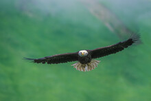 Portrait Of A Majestic Bald Eagle (Haliaeetus Leucocephalus) Soaring In Mid-flight; Alaska, United States Of America