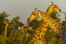 Head And Necks Of Four Giraffes Above Trees.