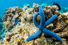 Close Up View Of Blue Sea Stars On A Tropical Reef.