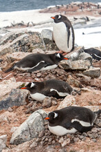 Gentoo Penguins Lying On Their Nests.