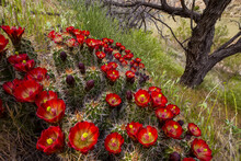 Red Flowers Bloom On A Claretcup Hedgehog Cactus.