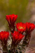 Claretcup Hedgehog Cactus Blooms With Bright Red Flowers.
