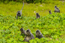 A Troop Of Silver Leaf Monkeys, Trachypithecus Cristatus, Or Silvery Lutung Monkeys, On The Ground.