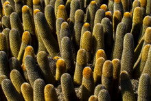 Detail Of Lava Cactus.