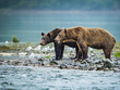 © Designpics - Coastal Brown Bears (Ursus arctos horribilis) standing at the water's edge at low tide, fishing for salmon in Geographic Harbor; Katmai National Park and Preserve, Alaska, United States of America
