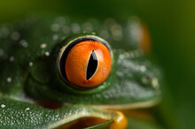 Close-up Of The Eye Of A Red-eyed Tree Frog (Agalychnis Callidryas) At The Sunset Zoo; Manhattan, Kansas, United States Of America