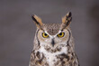 © Designpics - A captive Great horned owl (Bubo virginianus) at a raptor recovery center near Gibbon, Nebraska, USA; Nebraska, United States of America