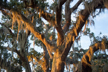 Spanish Moss, An Epiphytic Plant, Hangs In A Live Oak Tree; Osprey, Florida, United States Of America