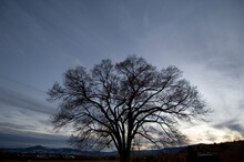 Silhouetted Leafless Tree Against A Sky With Wispy Clouds And The Skyline Of Santa Fe, New Mexico, USA; Santa Fe, New Mexico, United States Of America