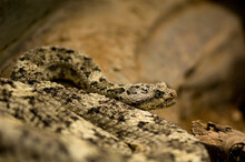 Speckled Rattlesnake (Crotalus Mitchellii) At A Zoo; Omaha, Nebraska, United States Of America