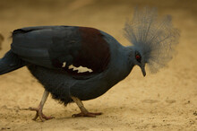 Close-up Of A Crowned Pigeon (Goura Cristata) Walking On Sand In A Zoo; Omaha, Nebraska, United States Of America