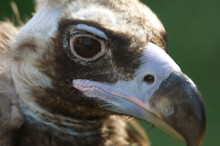 Close-up Portrait Of A Cinerous Vulture (Aegypius Monachus) At A Zoo; Manhattan, Kansas, United States Of America
