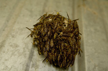 Wasps Swarm A Paper Wasp Nest; Otoe, Nebraska, United States Of America