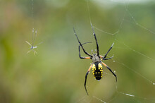 Damselfly Is Caught In A Black-and-yellow Argiope's Web (Argiopi Aurantia); Lincoln, Nebraska, United States Of America