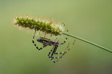 Silver Orb Banded Argiopi Spider Crawling On A Plant At Spring Creek Prairie In Lincoln, Nebraska, USA; Lincoln, Nebraska, United States Of America