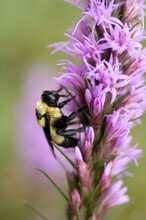 Bombus Bumblebee On A Purple Gayfeather (Liatris) At Spring Creek Prairie In Denton, Nebraska, USA; Denton, Nebraska, United States Of America