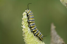 Monarch Butterfly Caterpillar (Danaeus Plexippus) Climbs On Cudweed; Denton, Nebraska, United States Of America