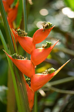 Lobster Claw Flower (Heliconia Sp.) From South America; Asheboro, North Carolina, United States Of America.