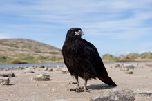 Portrait Of A Striated Caracaras (Phalcoboenus Australis) Or 'Johnny Rooks' On West Falkland's New Island; New Island, West Falkland Islands, Falkland Islands, British Overseas Territory