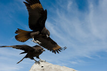 Striated Caracaras (Phalcoboenus Australis) Or 'Johnny Rooks' Taking Flight From A Rock; New Island, West Falkland Islands, Falkland Islands, British Overseas Territory