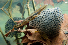 Central Newt (Notophthalmus Viridens Louisianensis) With Egg Mass On Plant Leaves In Bennett Springs State Park, Missouri, USA; Missouri, United States Of America