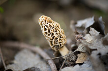 Morel Mushroom Growing In Decomposing Leaves; Peru, Nebraska, United States Of America