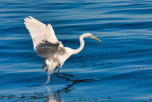 White Egret Taking Flight From The Ocean Surface.