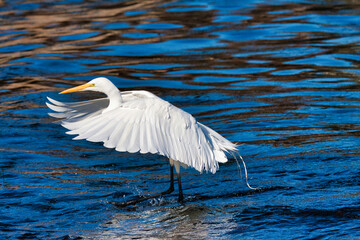 Wall Mural - Great white egret coming in for a landing on the ocaen surface.