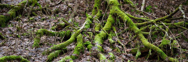 Wall Mural - Tree roots covered with moss. The surface of the ground, covered with dry fallen leaves. Natural forest background with the roots.