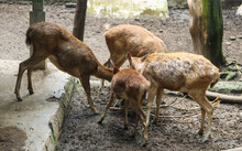 A Group Of Deer Eating Together. Collection Of Tame Deer In The Zoo