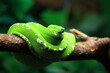 Grüne Baumpython / Green tree python / Morelia viridis.