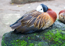 The White-faced Grouse Is Sitting On A Rock. The White-faced Whistling Duck (Dendrocygna Viduata) 