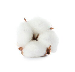 Beautiful fluffy cotton flower isolated on white