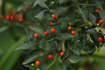 Chili pepper plant growing in garden outdoors, closeup