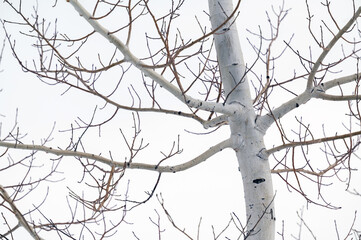 White tree with cloudy sky