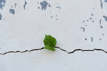 Wall Mural - Young plant growing through cracked wall