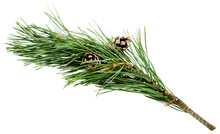 Branch Of Pine With Two Cones On Transparent Background